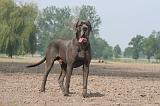 DOGUE ALLEMAND 464